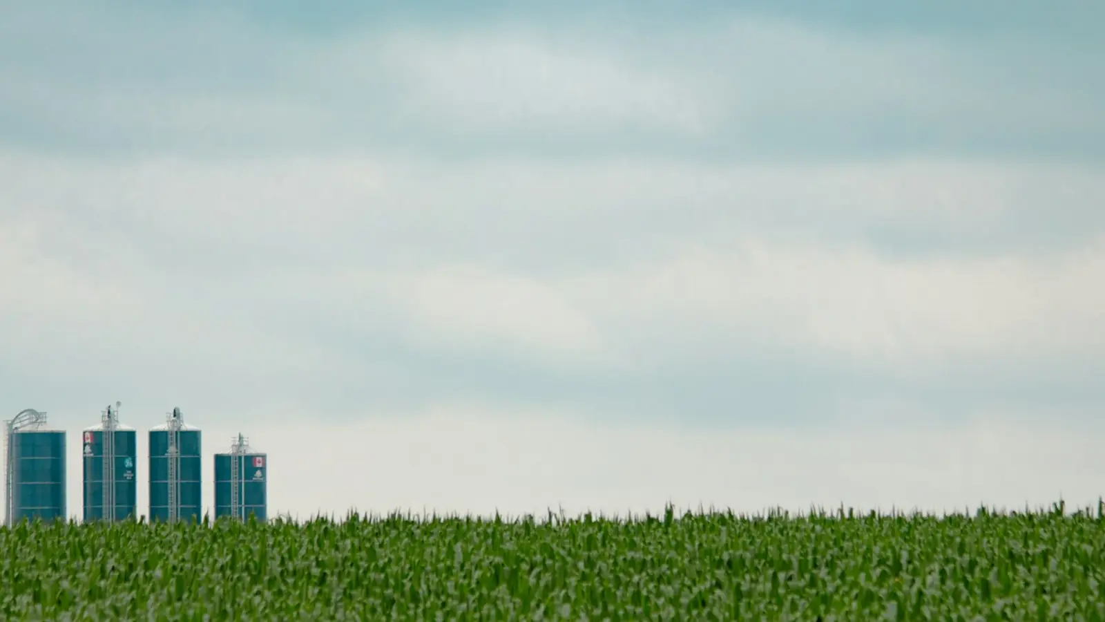 Rural Waterloo Region: three silos beside a green field