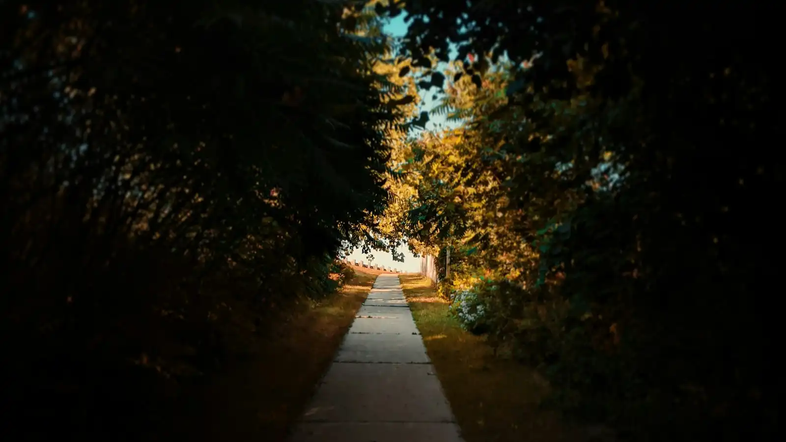 A tree-lined sidewalk in Waterloo Region in late-summer light